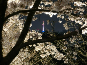 霊山観音の桜と一緒に見える京都タワー
